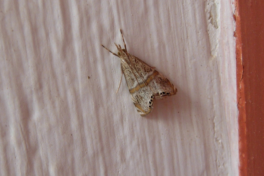 Altre farfalle da Creta